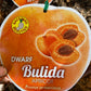 Dwarf Bulida Apricot