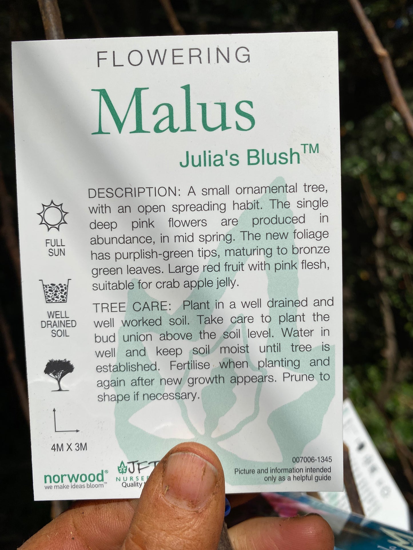 Julia's Blush™ Crab Apple