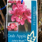 Julia's Blush™ Crab Apple