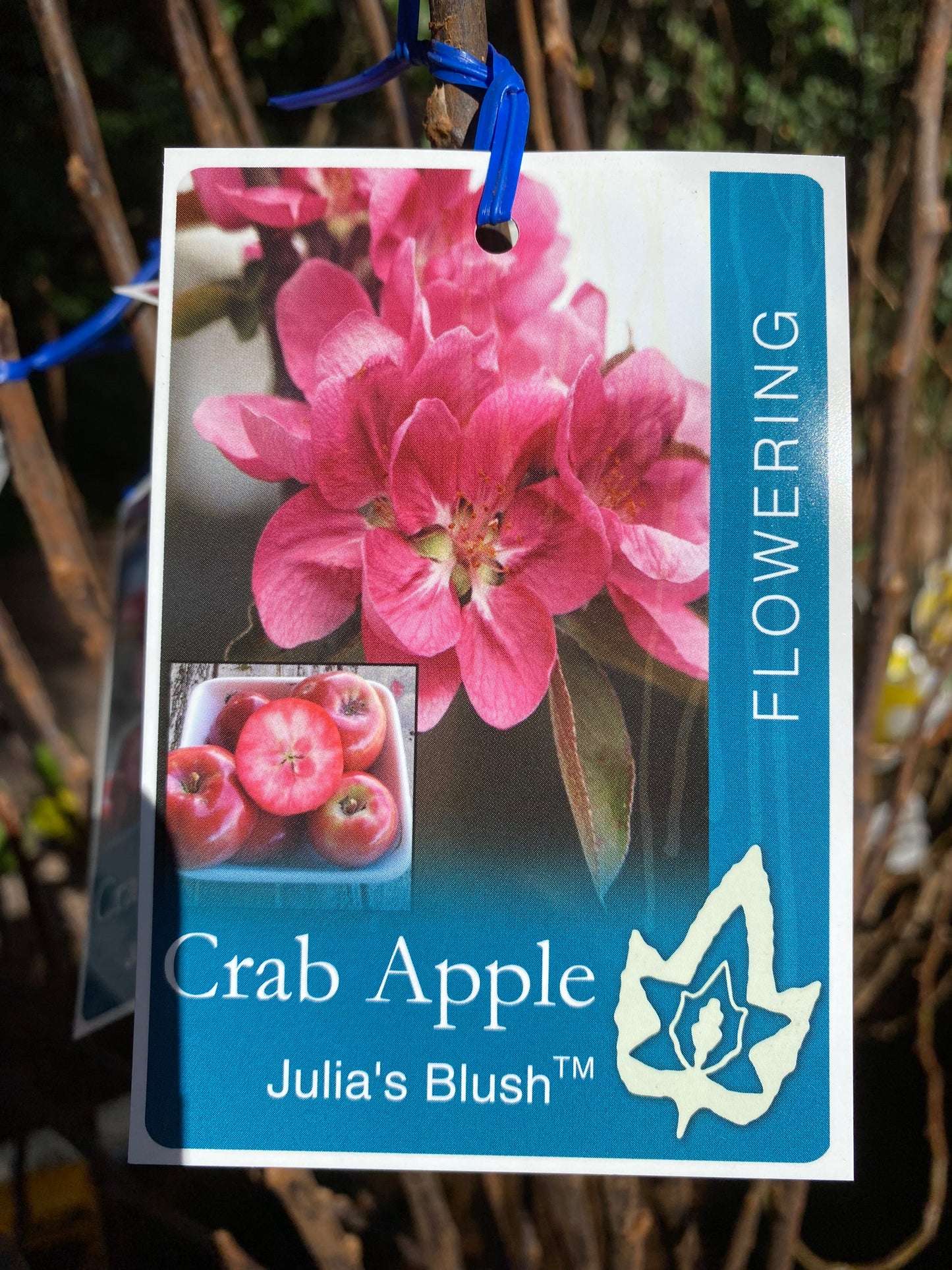 Julia's Blush™ Crab Apple
