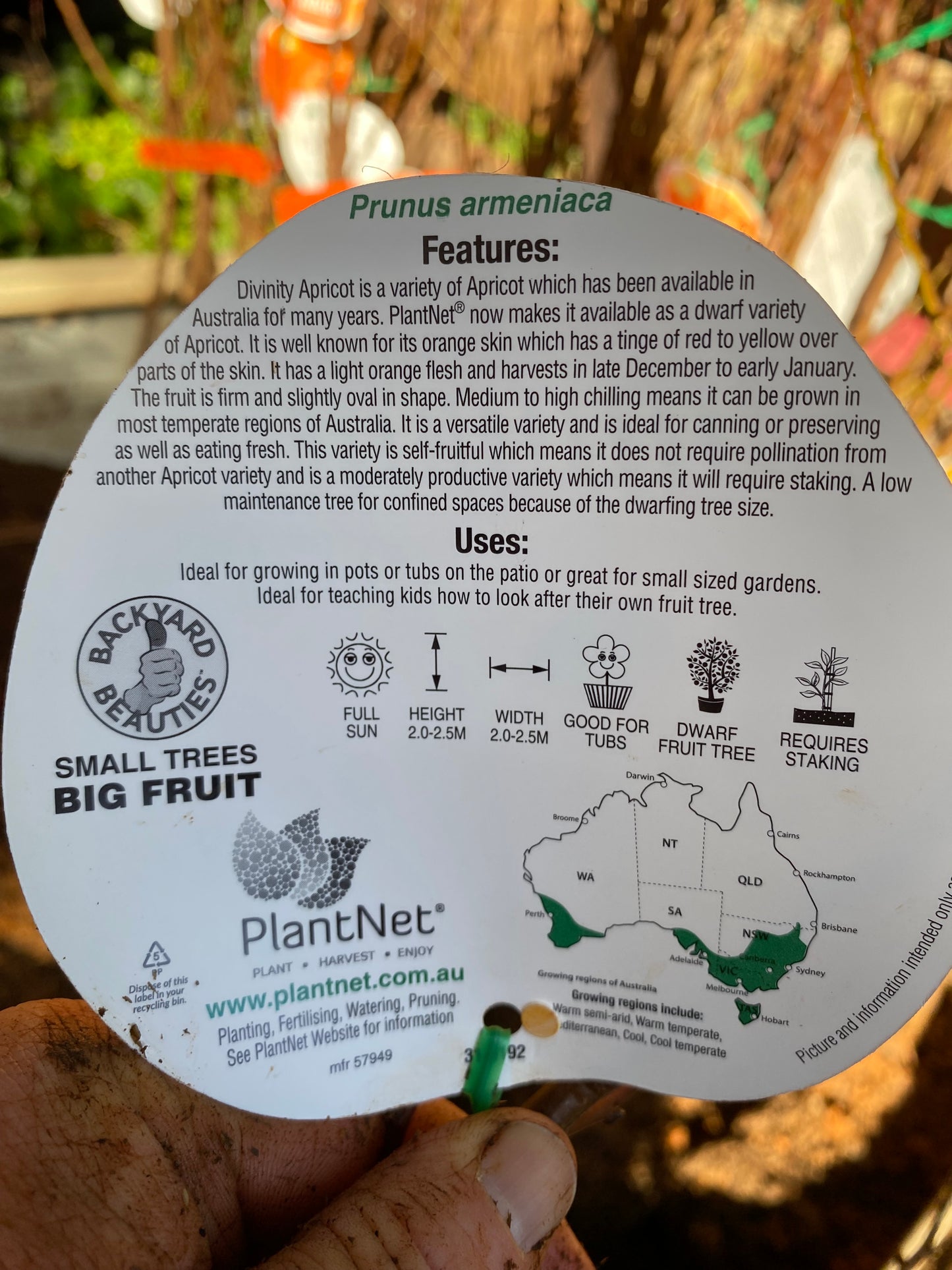 Dwarf Divinity Apricot