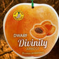 Dwarf Divinity Apricot