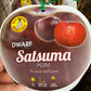 Dwarf Satsuma Plum