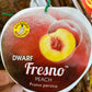 Dwarf Fresno™ Peach