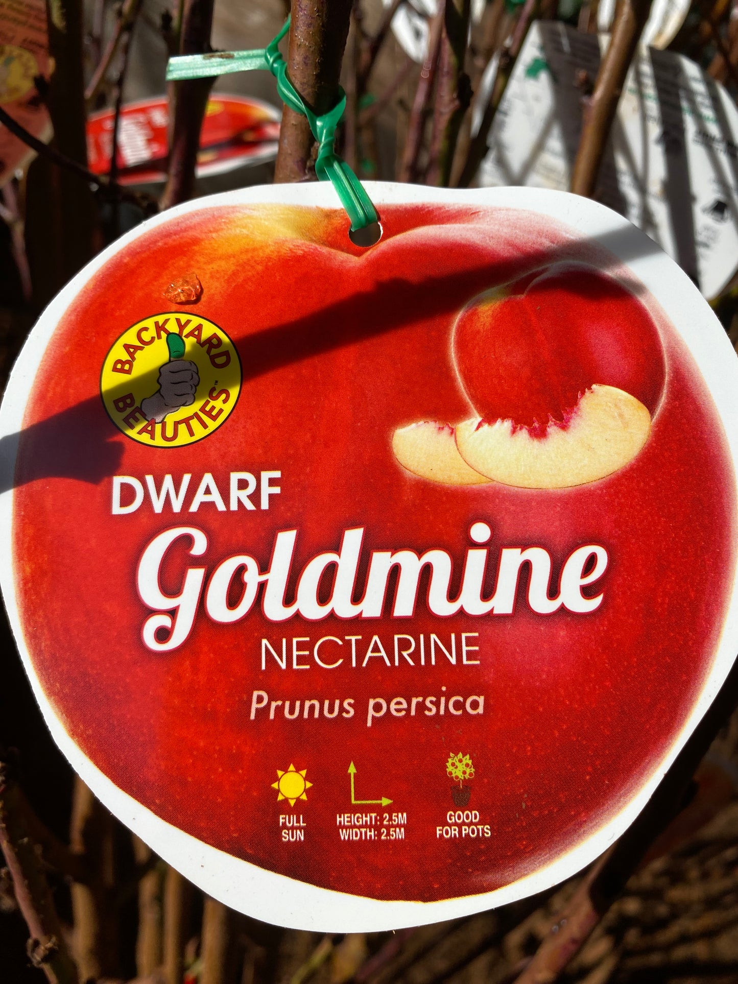 Dwarf Goldmine Nectarine