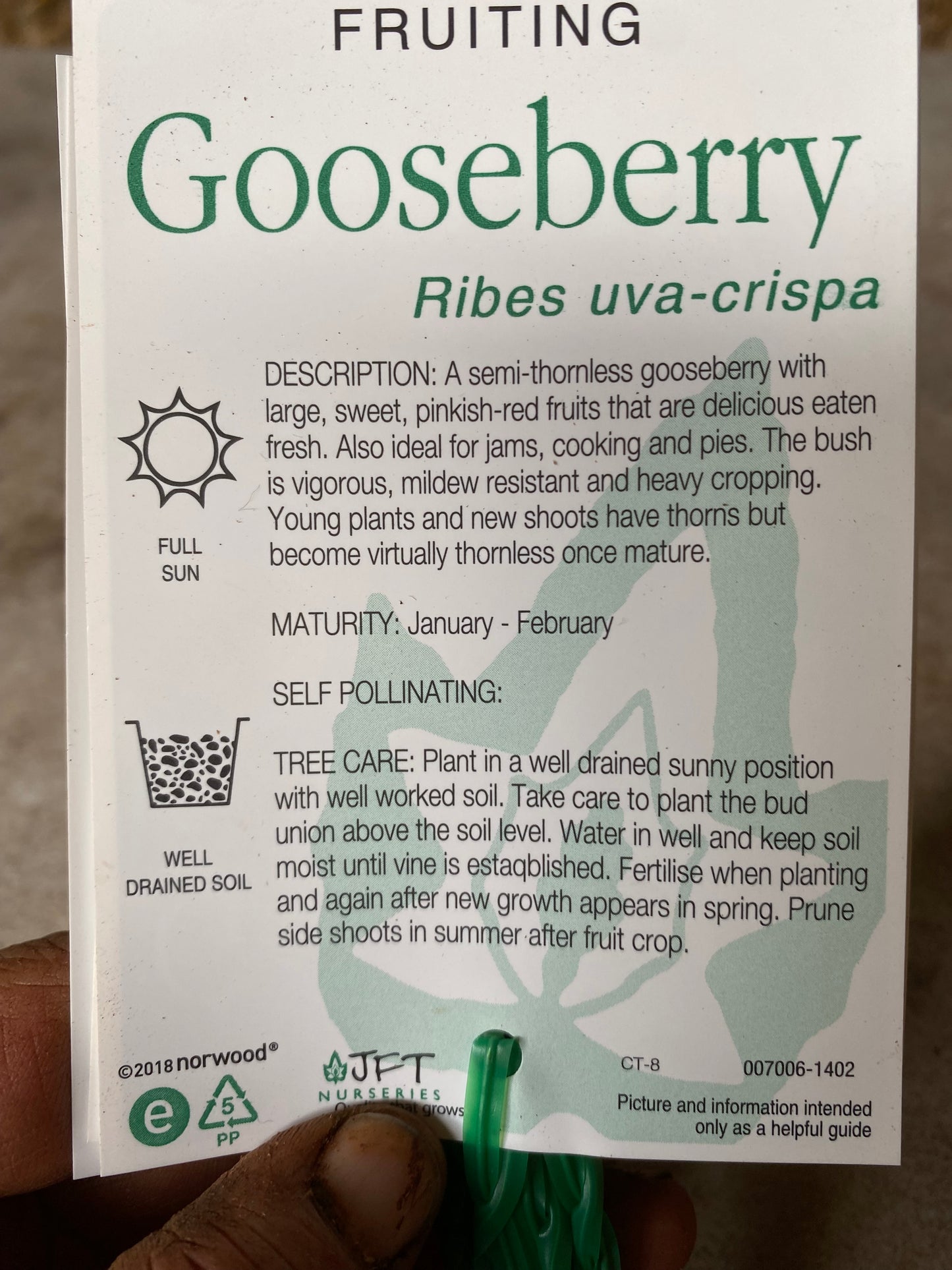 Captivator Gooseberry