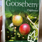 Captivator Gooseberry