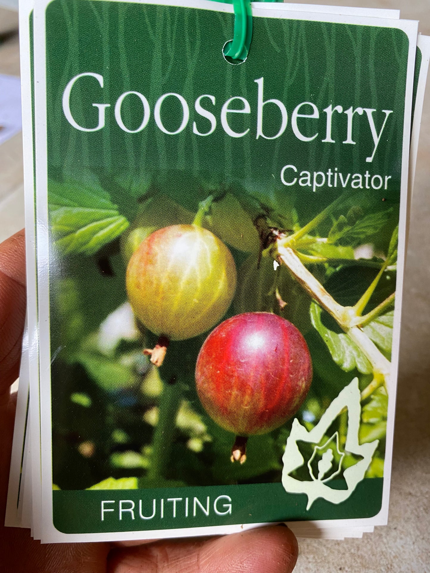 Captivator Gooseberry