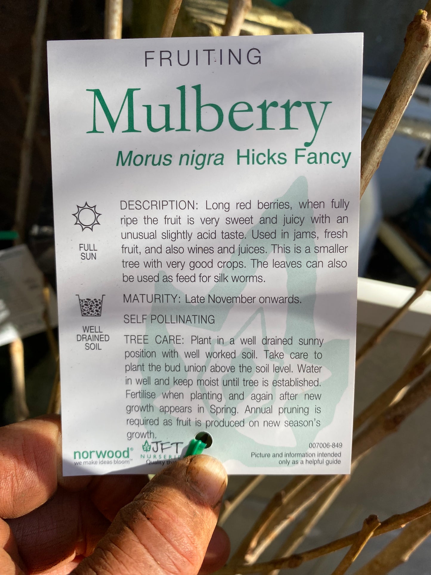 Hicks Fancy Mulberry