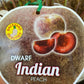 Dwarf Indian Peach