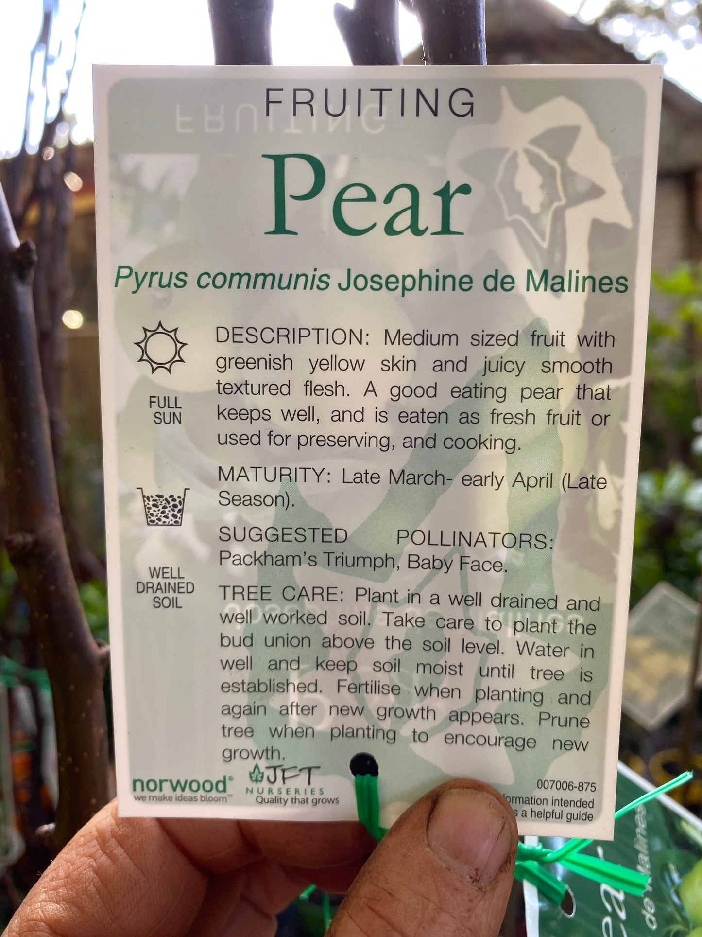 Josephine de Malines Pear