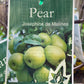 Josephine de Malines Pear