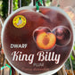 Dwarf King Billy Plum
