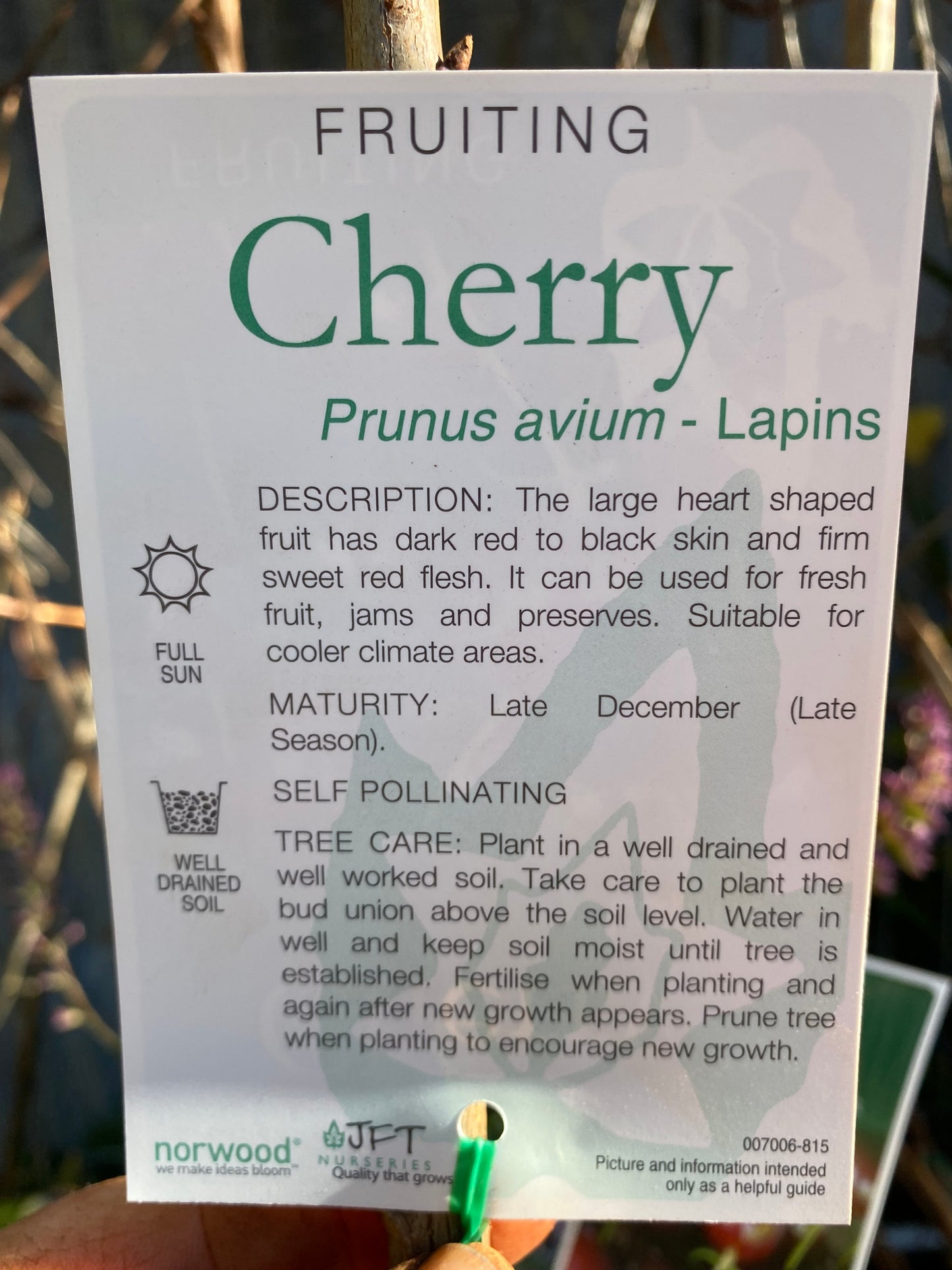 Lapins Cherry