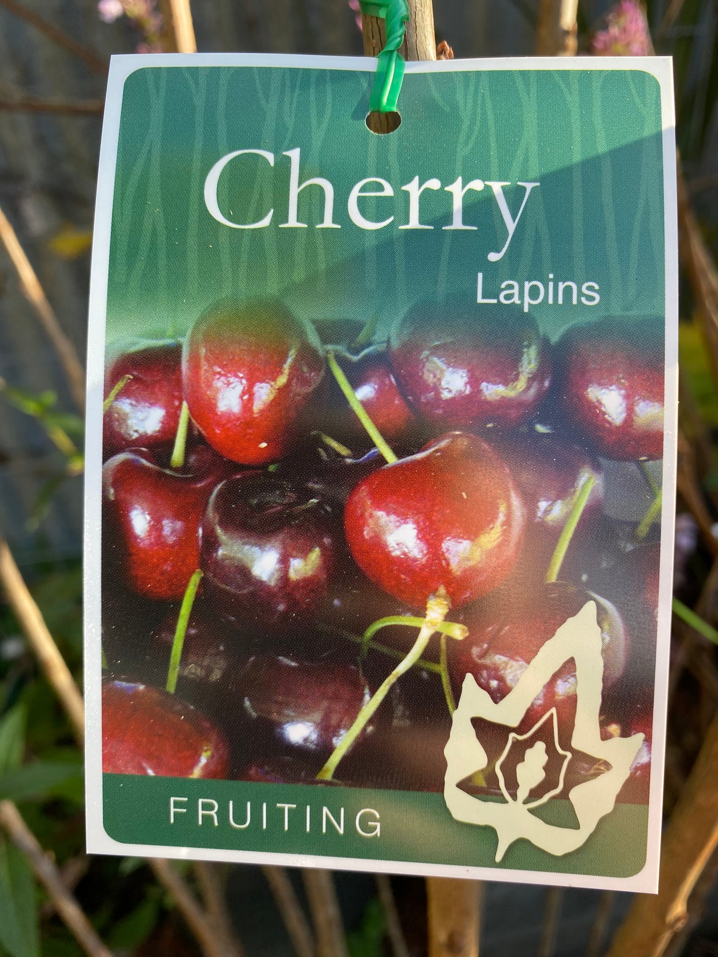 Lapins Cherry