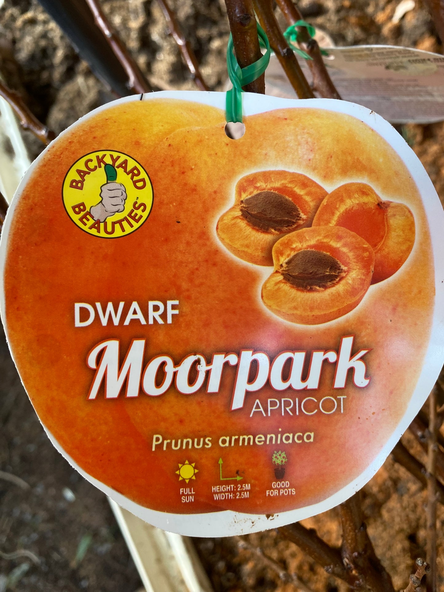 Dwarf Moorpark Apricot