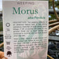 Weeping Mulberry