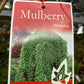 Weeping Mulberry