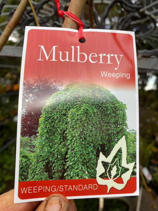 Weeping Mulberry