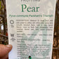 Packham's Triumph Pear