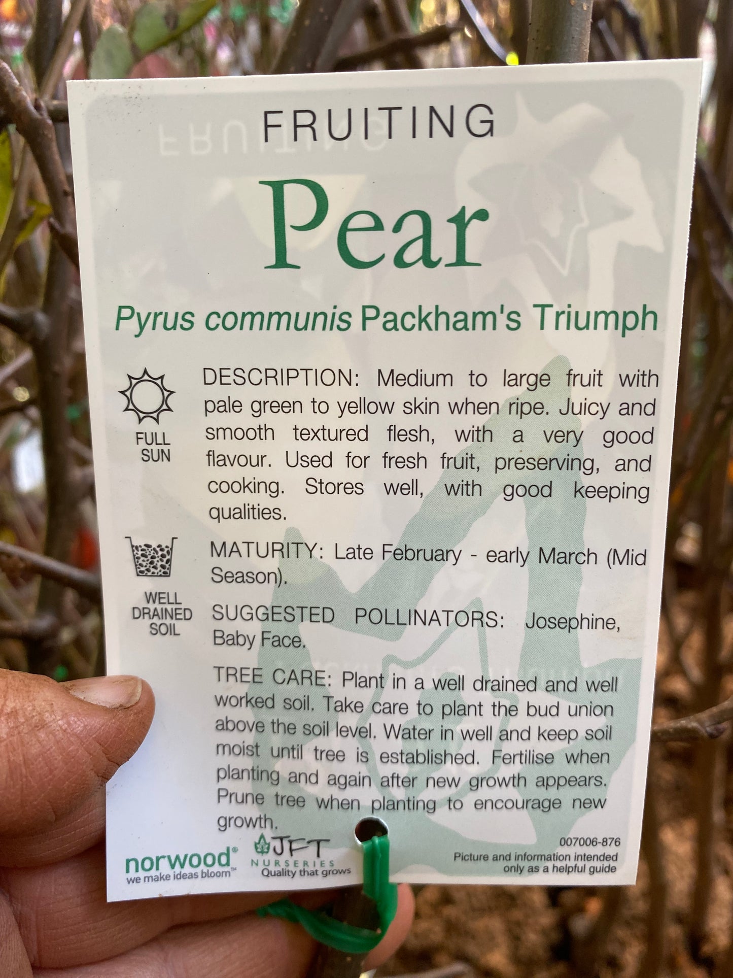 Packham's Triumph Pear
