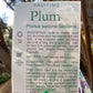 Satsuma Plum