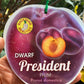 Dwarf President Plum