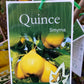 Smyrna Quince