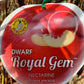 Dwarf Royal Gem™ Nectarine