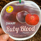 Dwarf Ruby Blood Plum