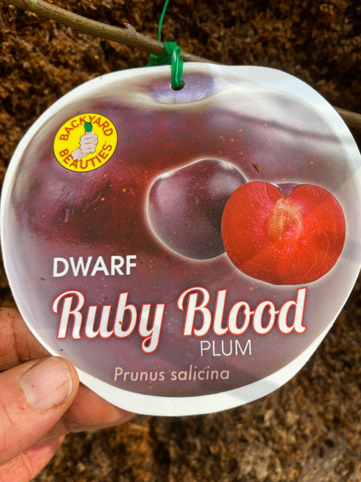 Drawf Rube Dwarf Ruby Blood Plum – Twin Hives