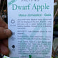 Semi Dwarf Gala Apple