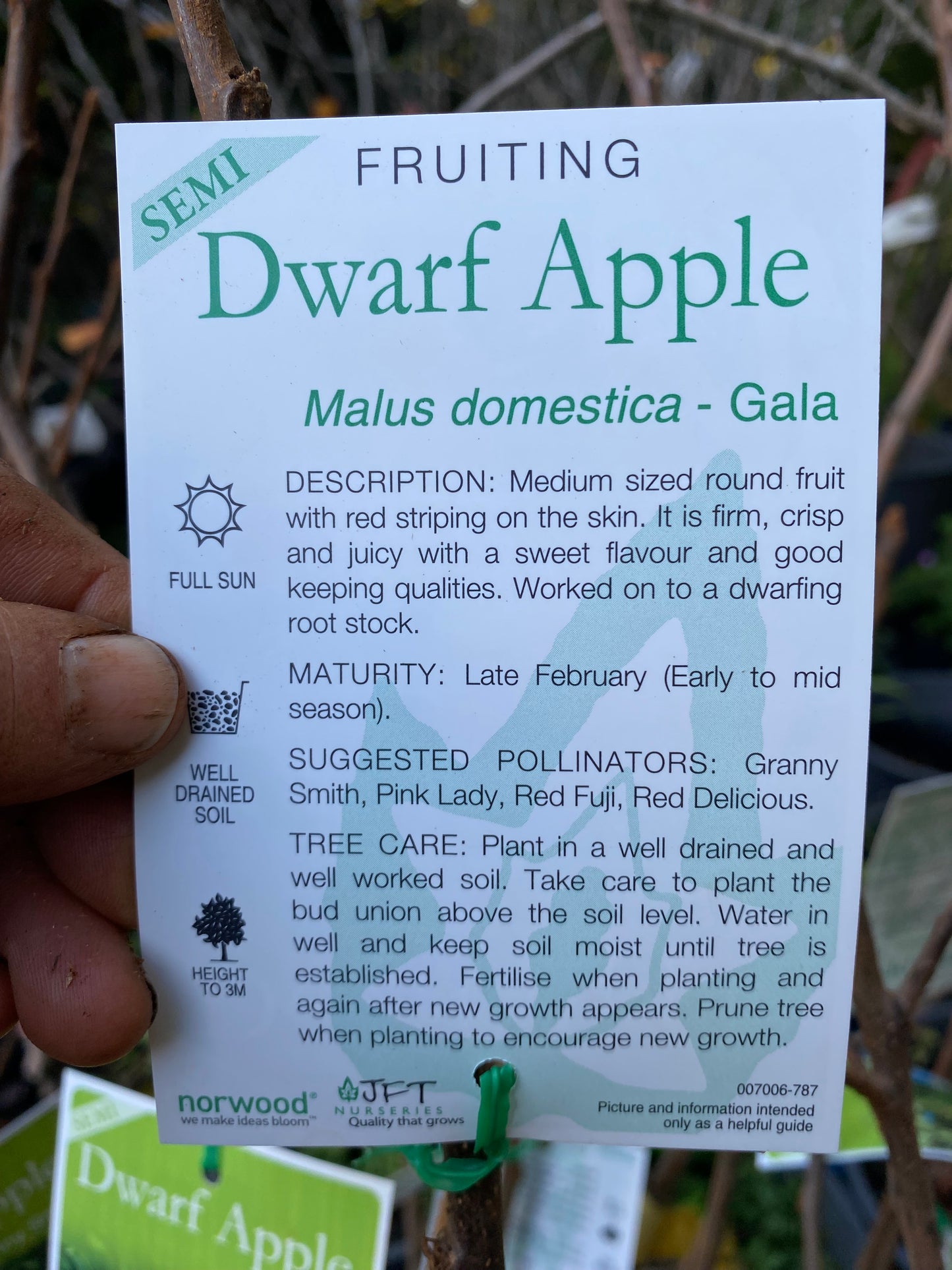 Semi Dwarf Gala Apple