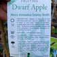 Semi Dwarf Granny Smith Apple