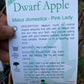 Semi Dwarf Pink Lady Apple