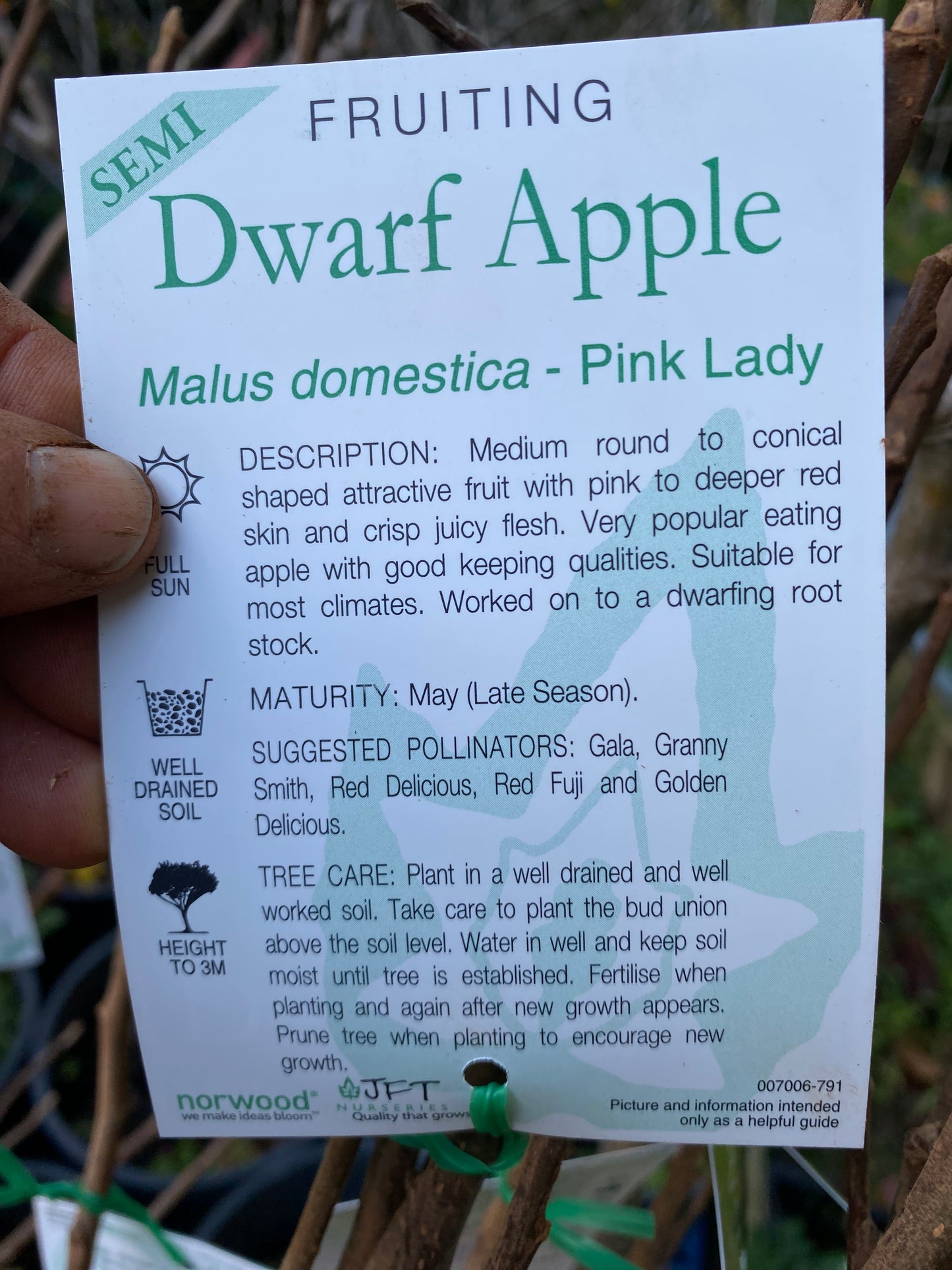 Semi Dwarf Pink Lady Apple