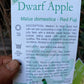 Semi Dwarf Red Fuji Apple