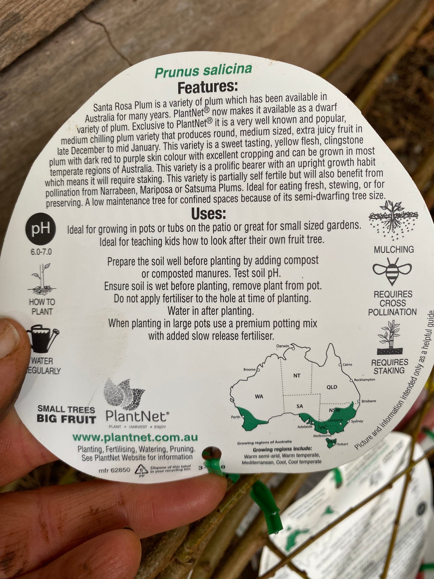 Dwarf Santa Rosa Plum