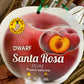 Dwarf Santa Rosa Plum