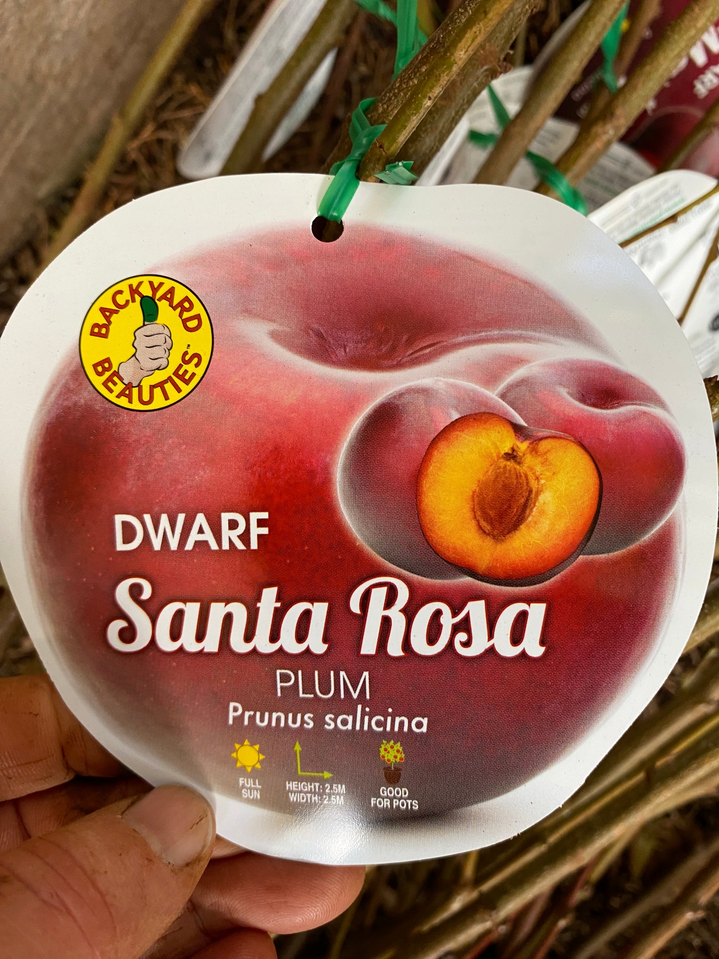 Dwarf Santa Rosa Plum