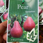 Sensation Pear