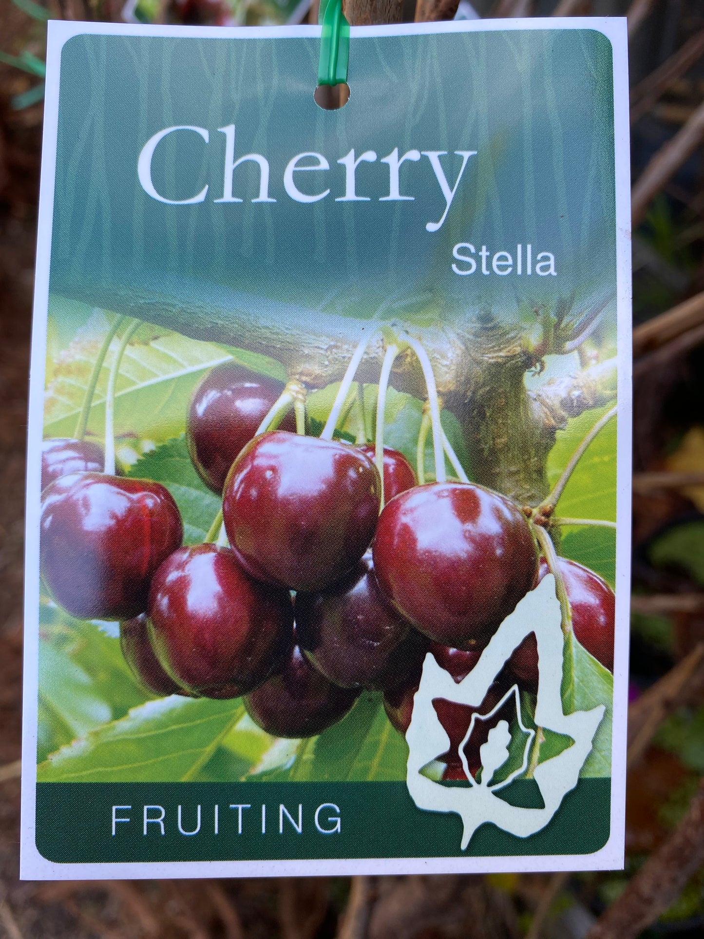 Stella Cherry