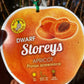 Dwarf Storeys Apricot