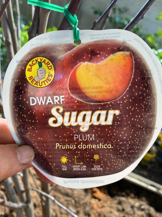 Dwarf Sugar Plum