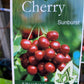 Sunburst Cherry