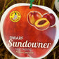 Dwarf Sundowner Nectarine