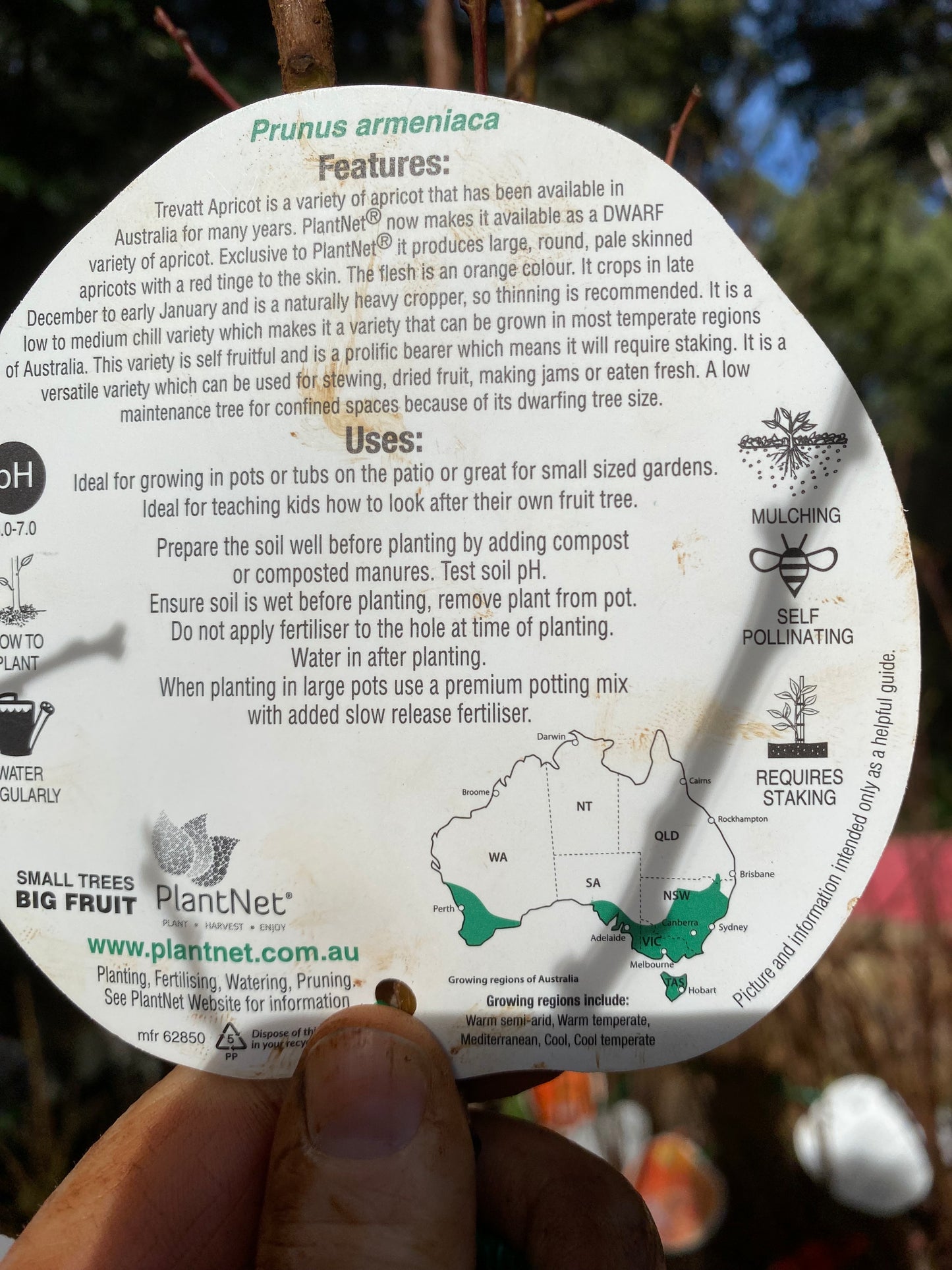 Dwarf Trevatt Apricot