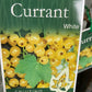White Currant