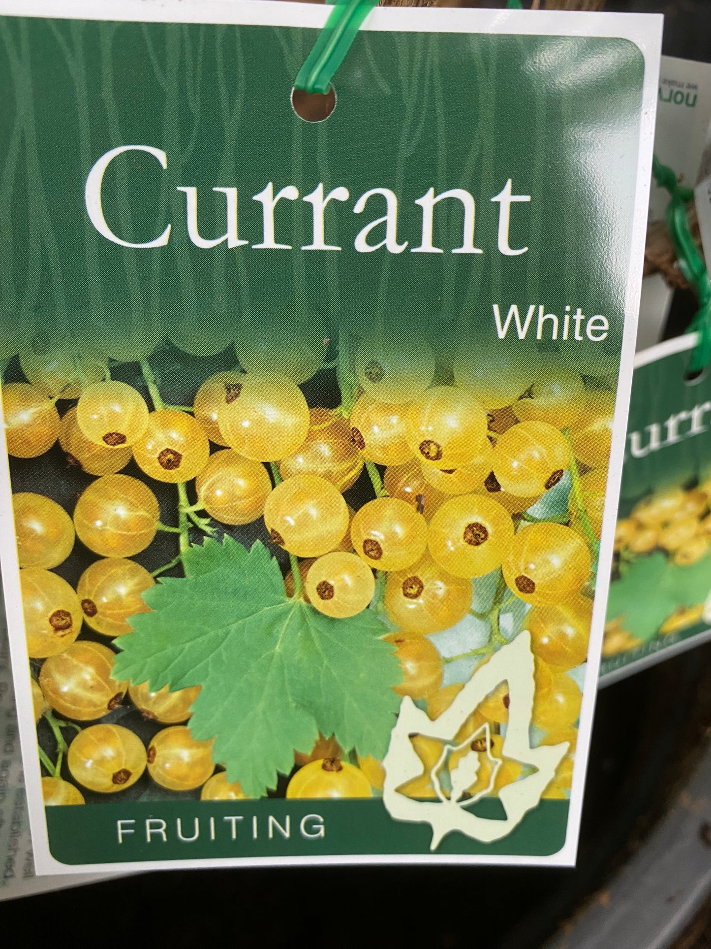 White Currant