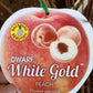 Dwarf White Gold™ Peach
